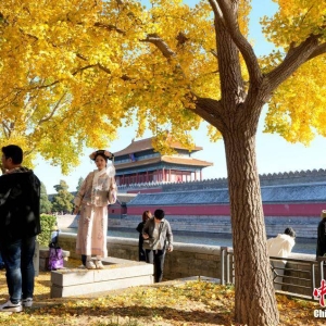 北京迎来最美秋色 银杏树吸引游客打卡